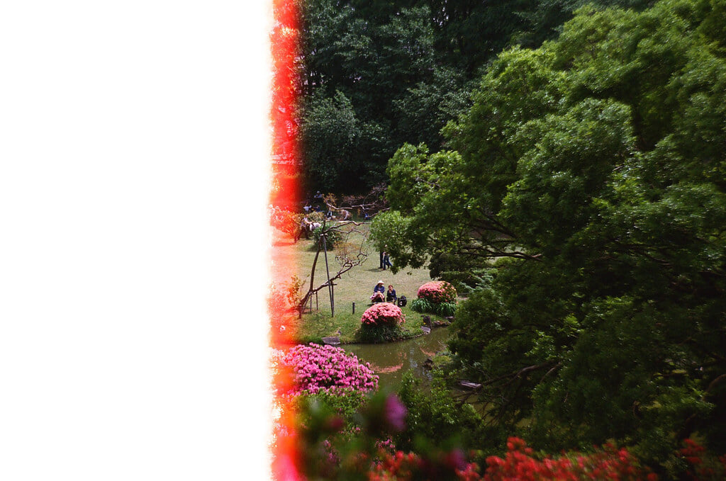 小石川植物園の写真8