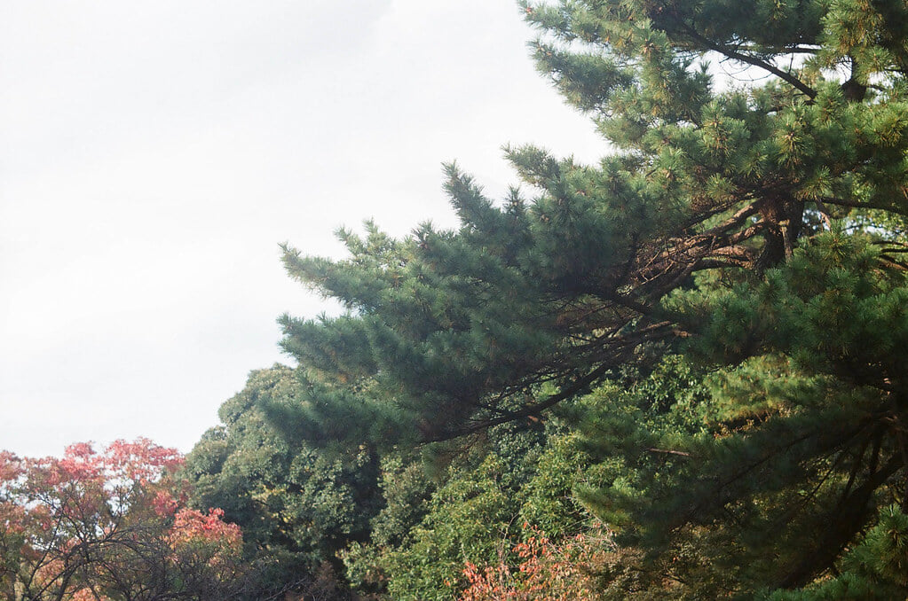 小石川植物園の写真9