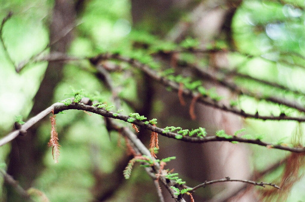 小石川植物園の写真12
