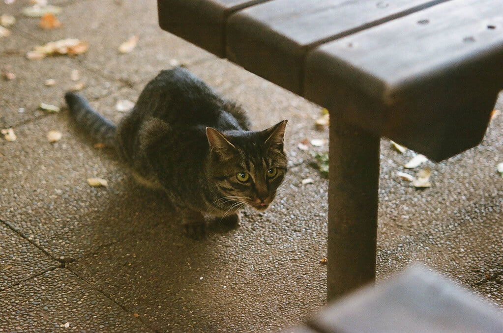 小石川植物園の写真14
