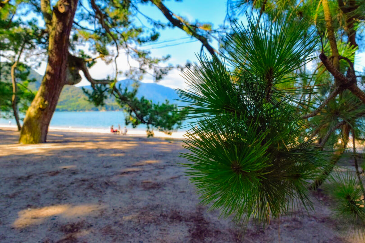 気比の松原海水浴場の写真3