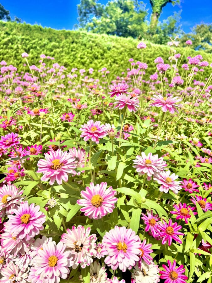 花のミュージアム フローリィの写真2