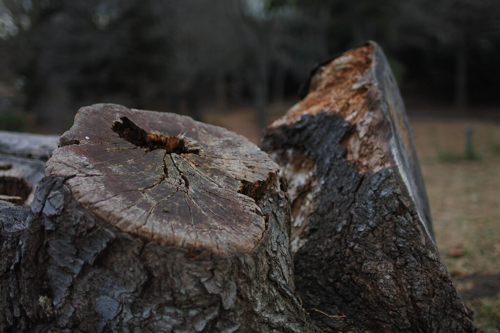 根岸公園の写真2