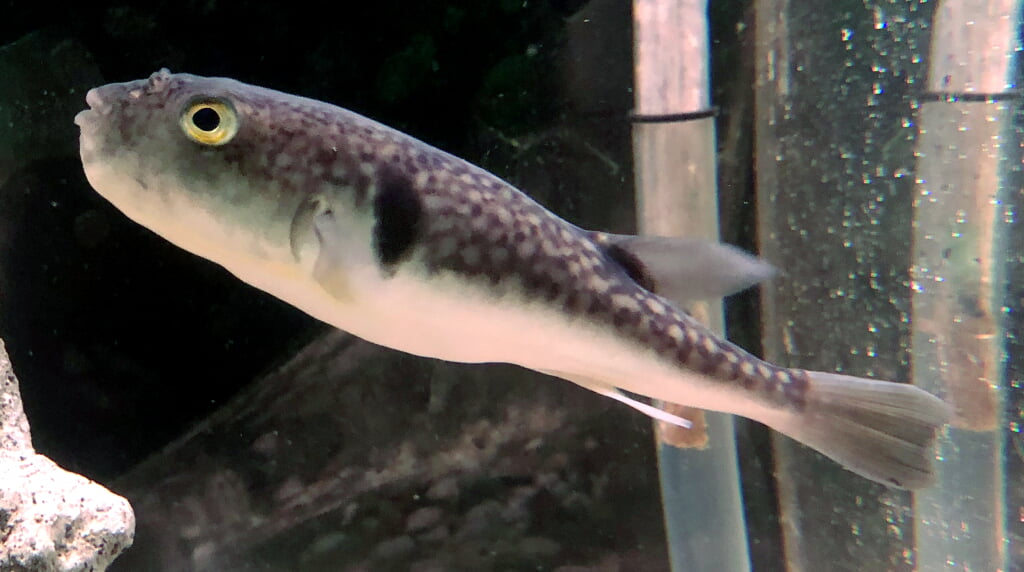 ノシャップ寒流水族館の写真2