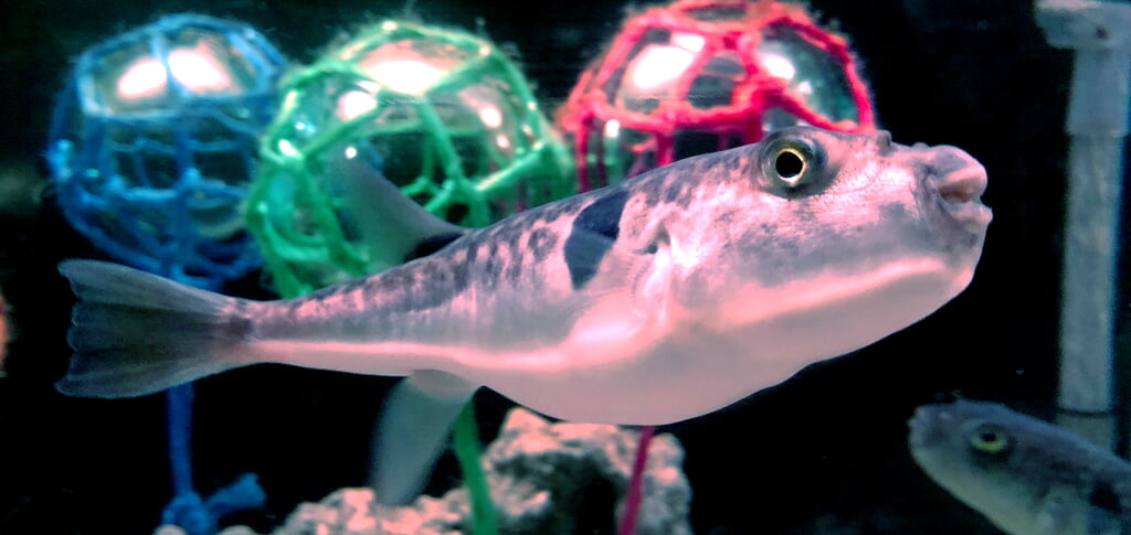 ノシャップ寒流水族館の写真5