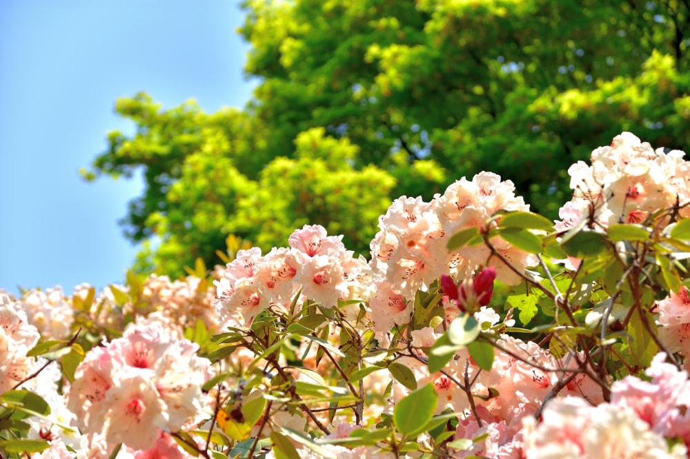 仙台市野草園の写真3