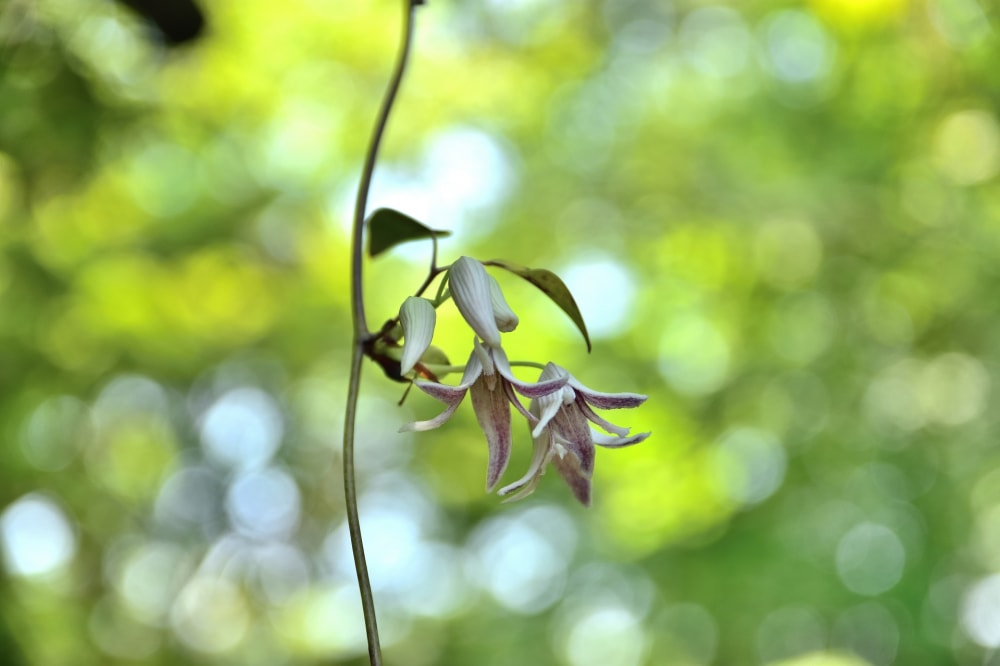 仙台市野草園の写真6