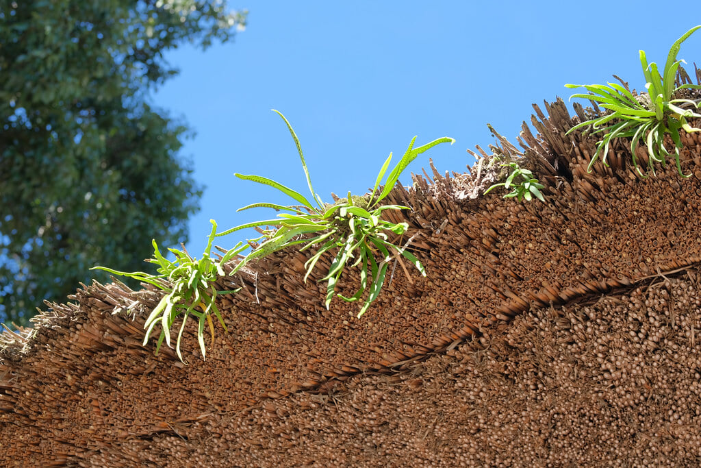 深大寺の写真10