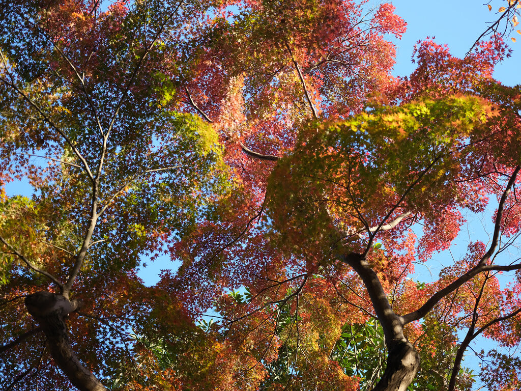 深大寺の写真11