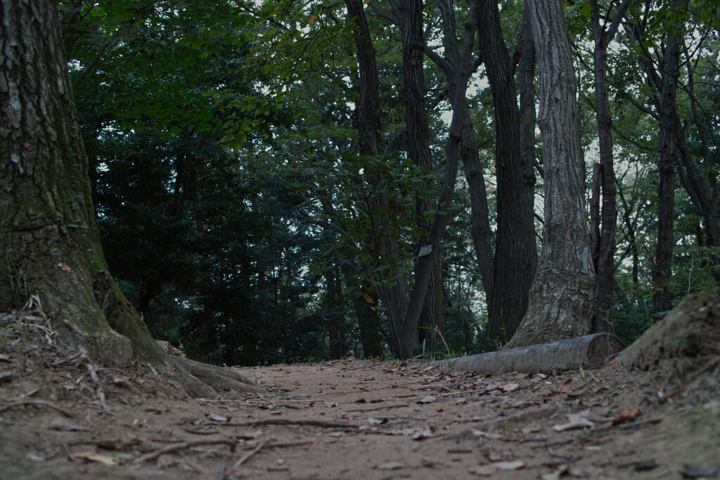 王禅寺ふるさと公園の写真6