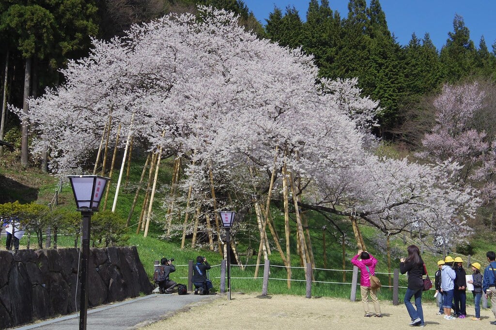 臥龍桜の写真2