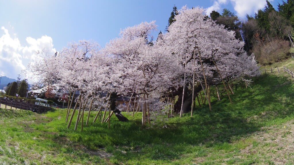 臥龍桜の写真4
