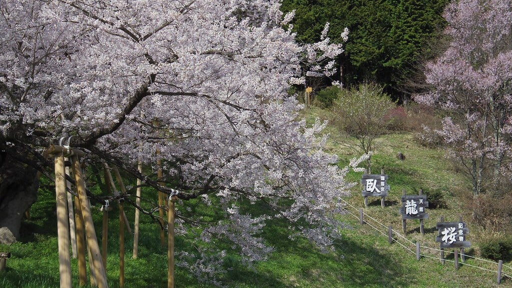 臥龍桜の写真5