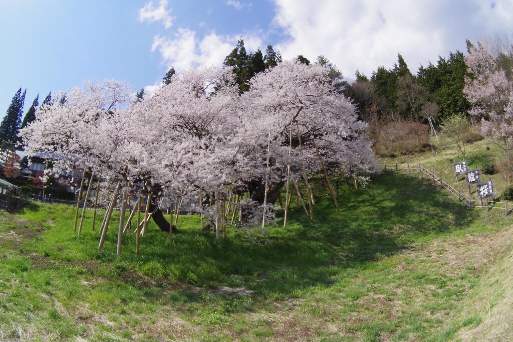 臥龍桜の写真6