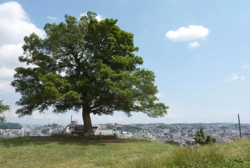 清水ケ丘公園の写真1