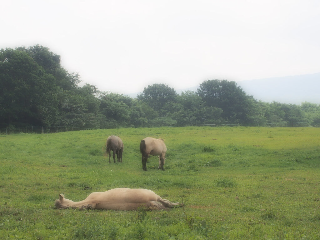 戸隠牧場の写真1