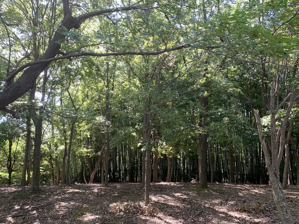 小山白山公園の写真10