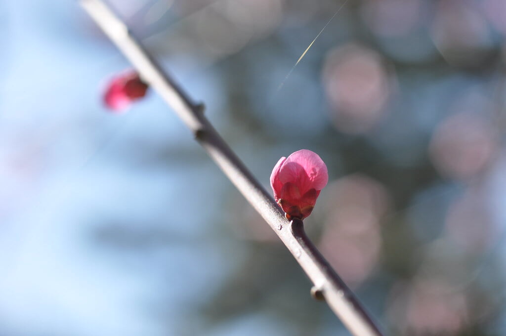 梅園公園の写真3