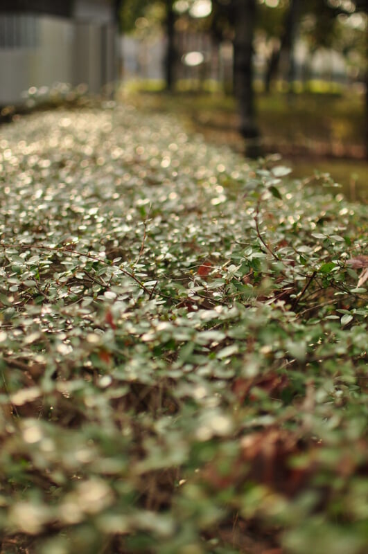 梅園公園の写真1