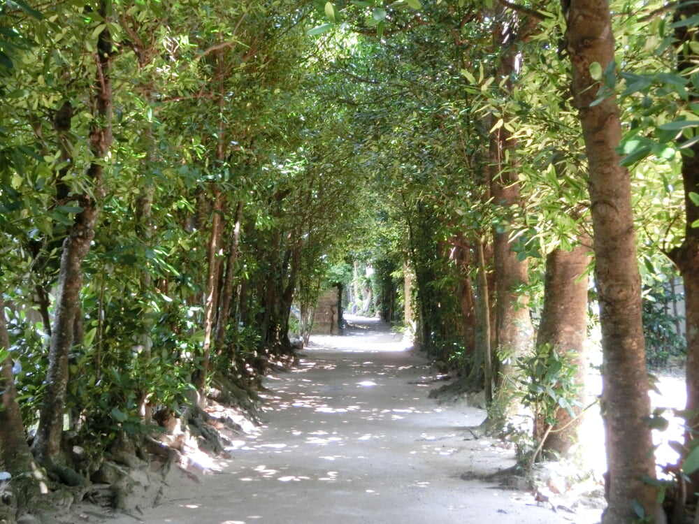 備瀬のフクギ並木の写真2