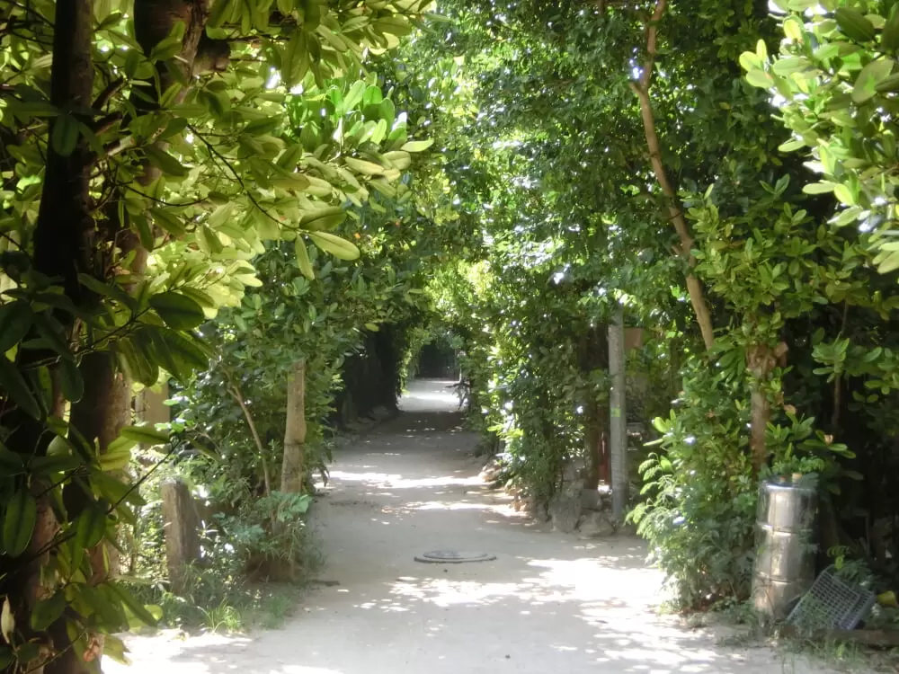 備瀬のフクギ並木の写真1