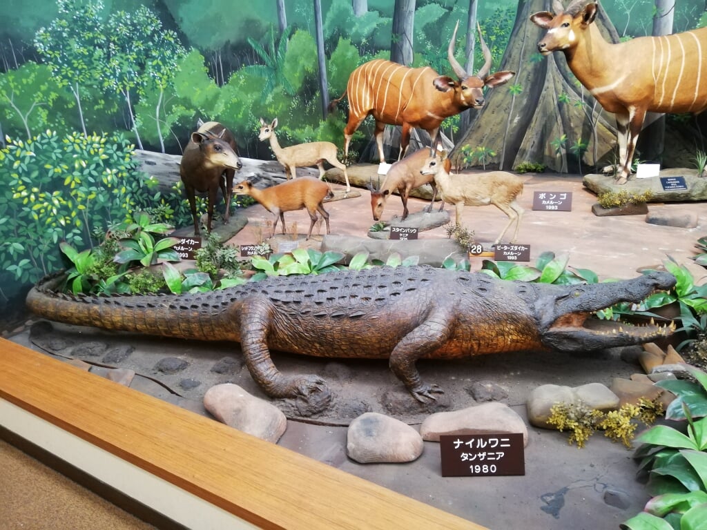 滋賀サファリ博物館の写真3