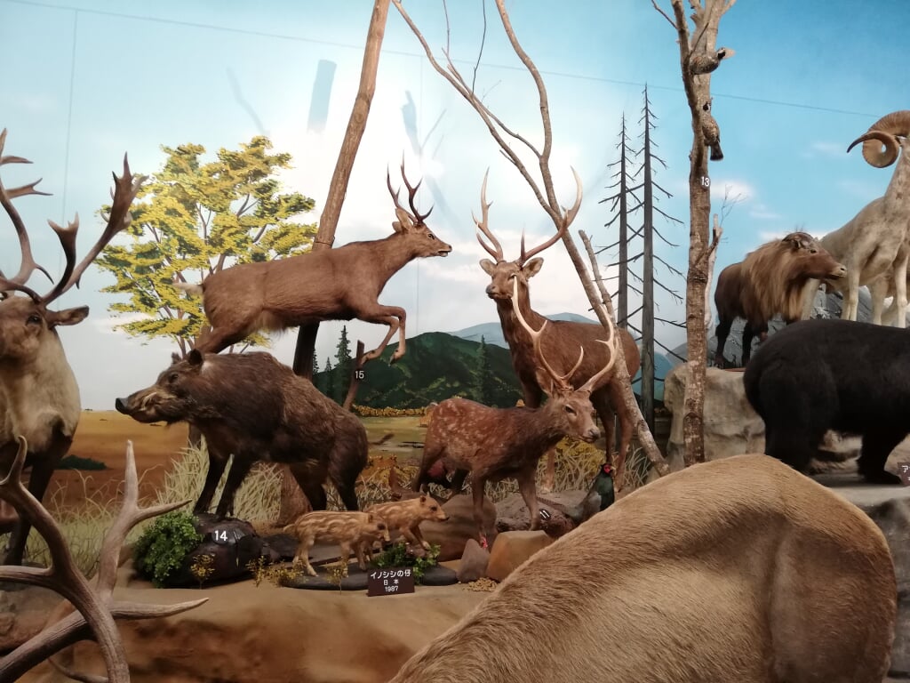 滋賀サファリ博物館の写真5