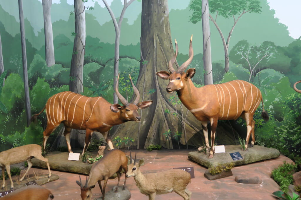 滋賀サファリ博物館の写真6