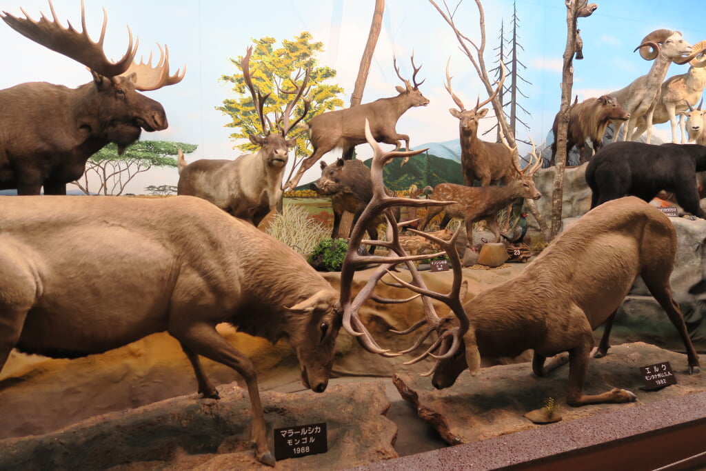 滋賀サファリ博物館の写真7