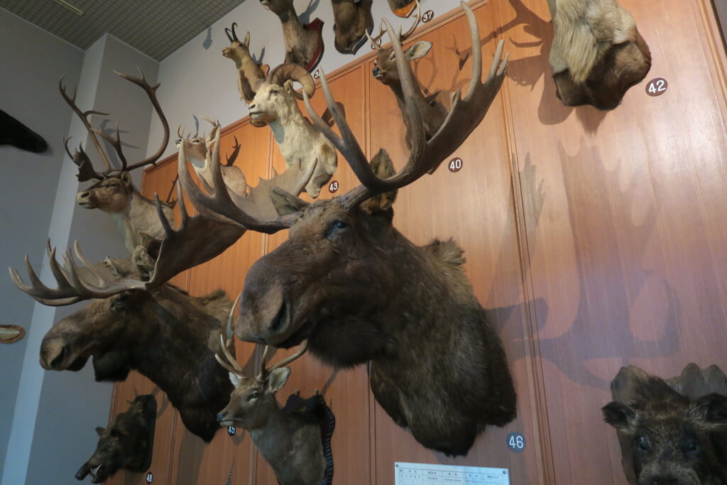 滋賀サファリ博物館の写真8