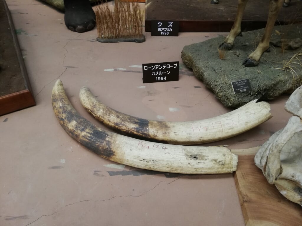 滋賀サファリ博物館の写真9