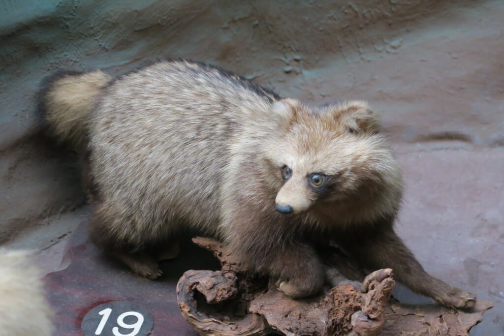 滋賀サファリ博物館の写真10