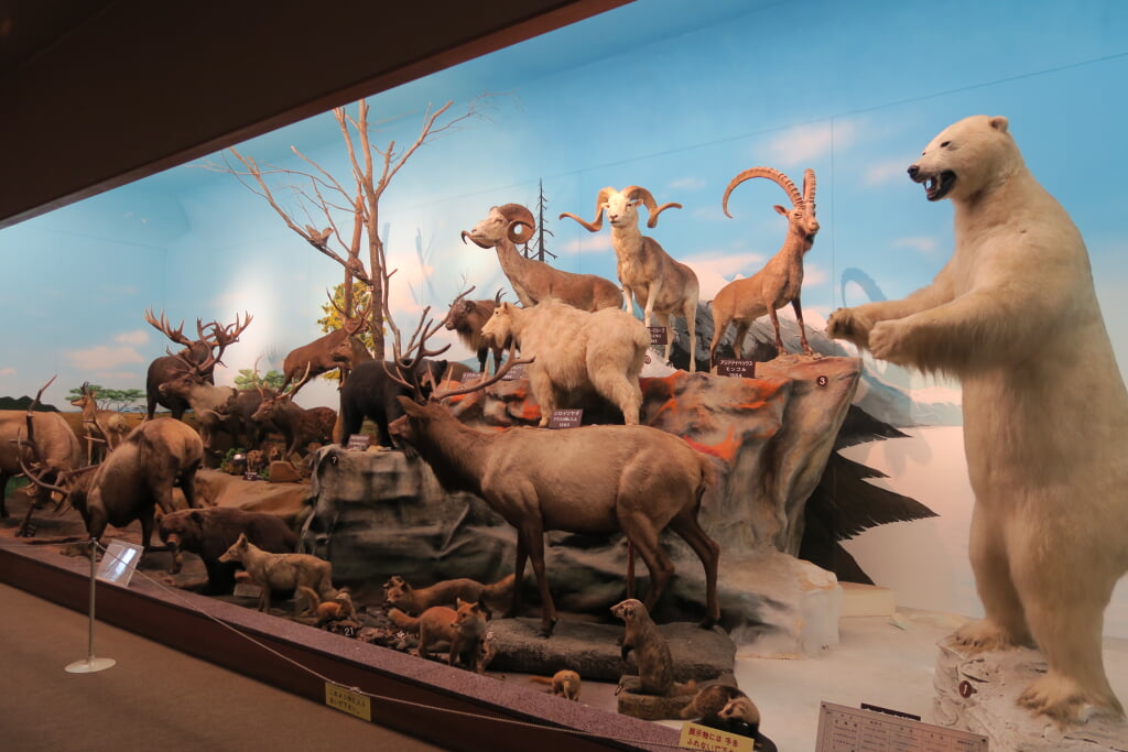 滋賀サファリ博物館の写真13