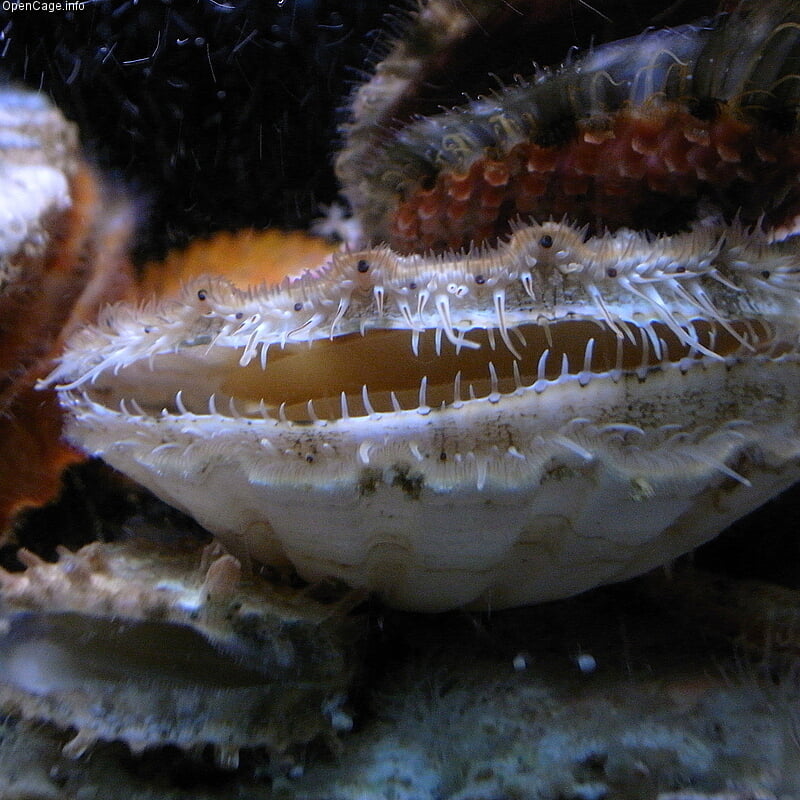 京都大学 白浜水族館の写真3