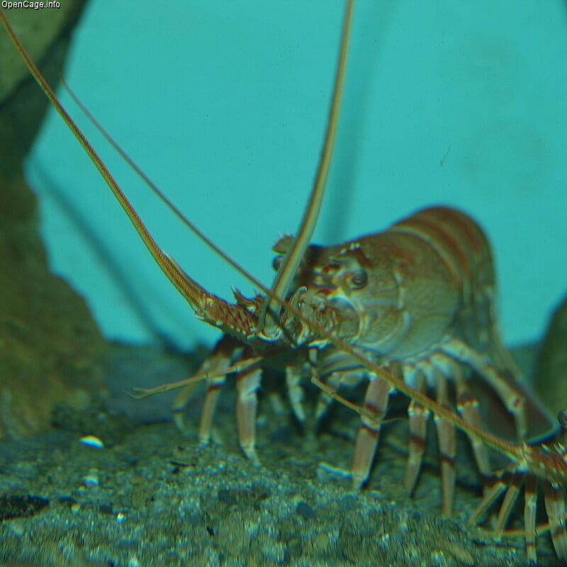 京都大学 白浜水族館の写真4