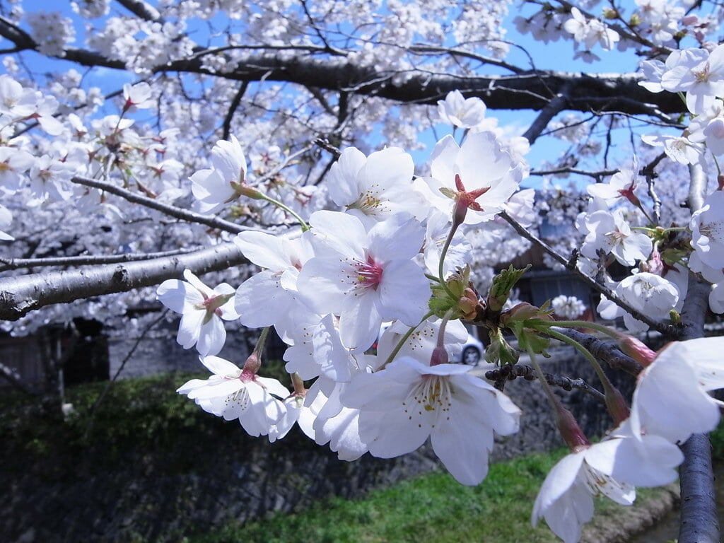 一の坂川の写真2