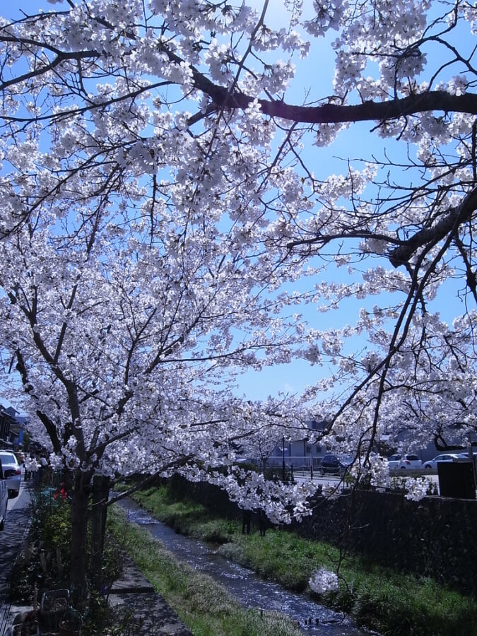 一の坂川の写真6