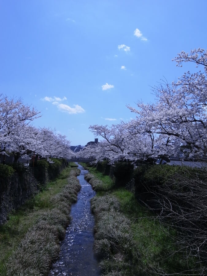 一の坂川の写真7