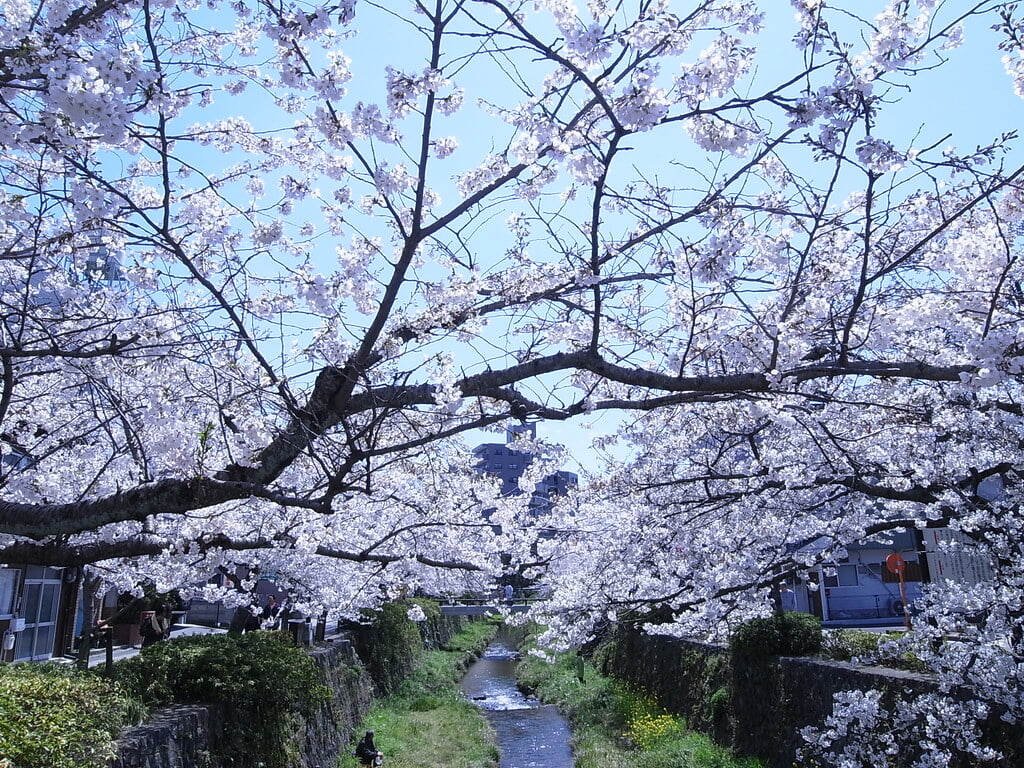 一の坂川の写真8