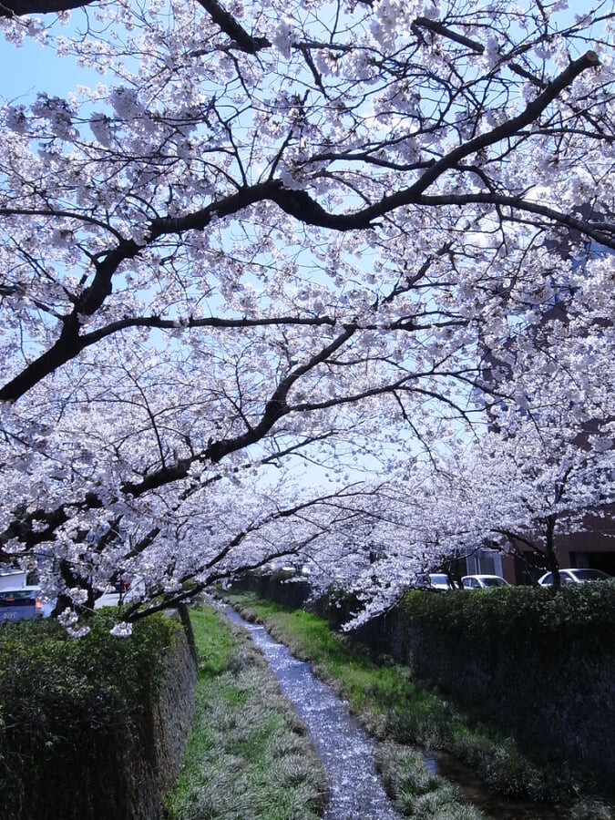 一の坂川の写真10