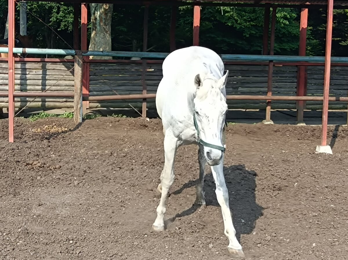 スエトシ牧場の写真1