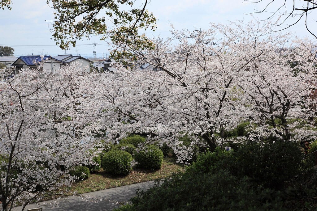 小城公園の写真4