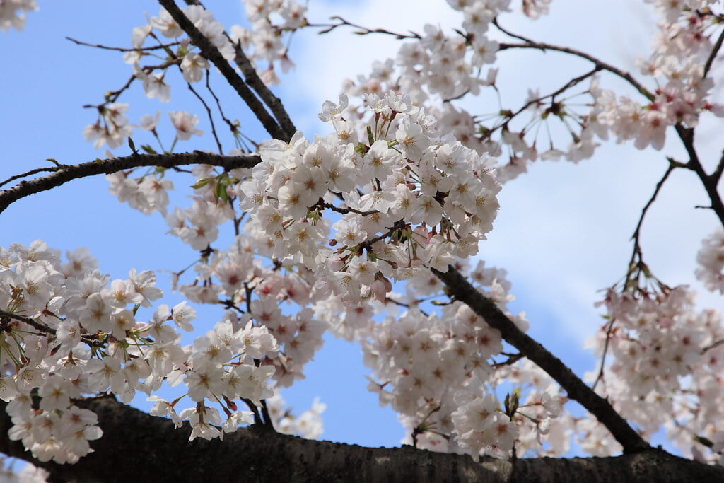 小城公園の写真6