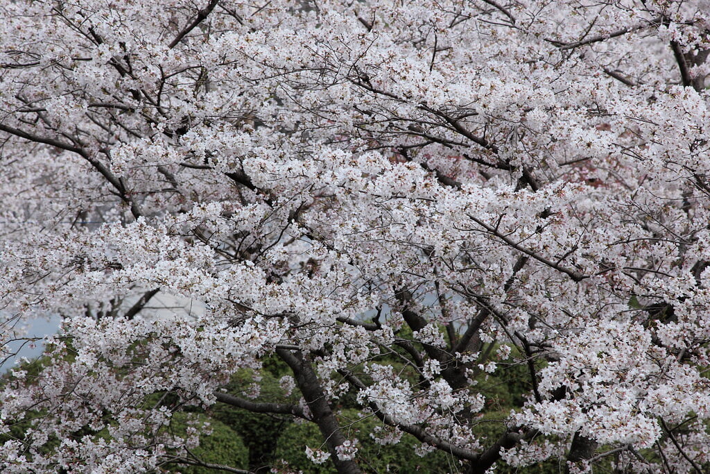 小城公園の写真11