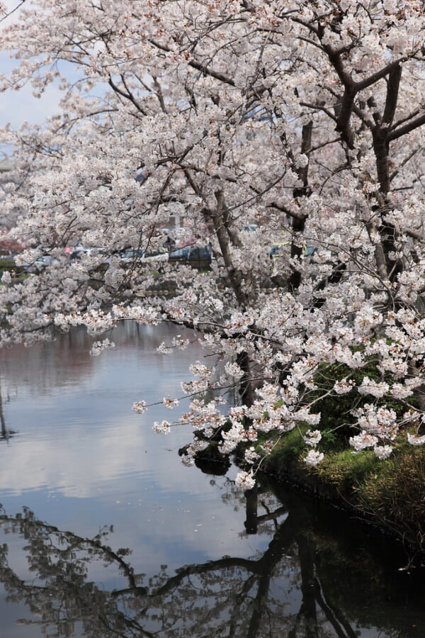 小城公園の写真12