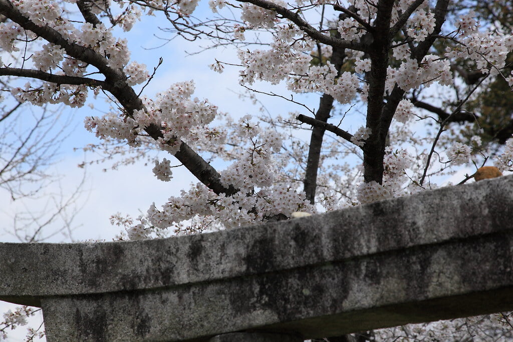 小城公園の写真16