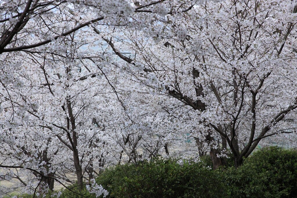 小城公園の写真17
