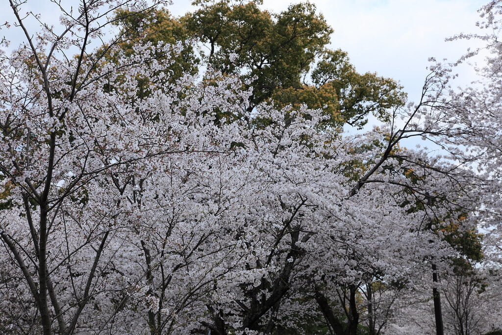 小城公園の写真20