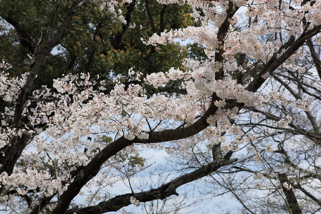 小城公園の写真23