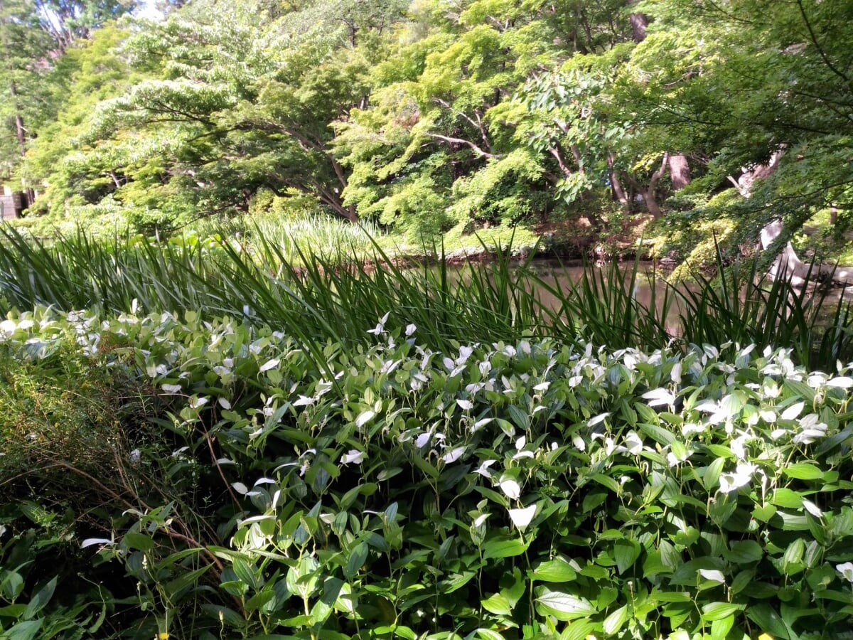 御殿山庭園の写真5